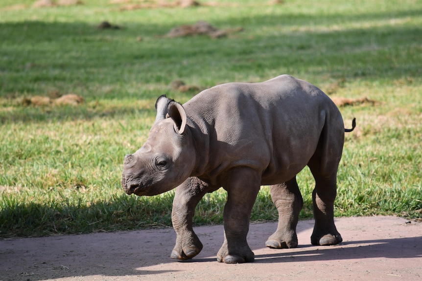A young black rhino walks around her paddock