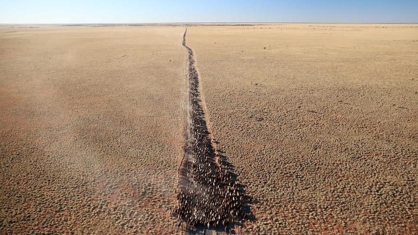 An aerial image of a herd of cattle walking up a long road.