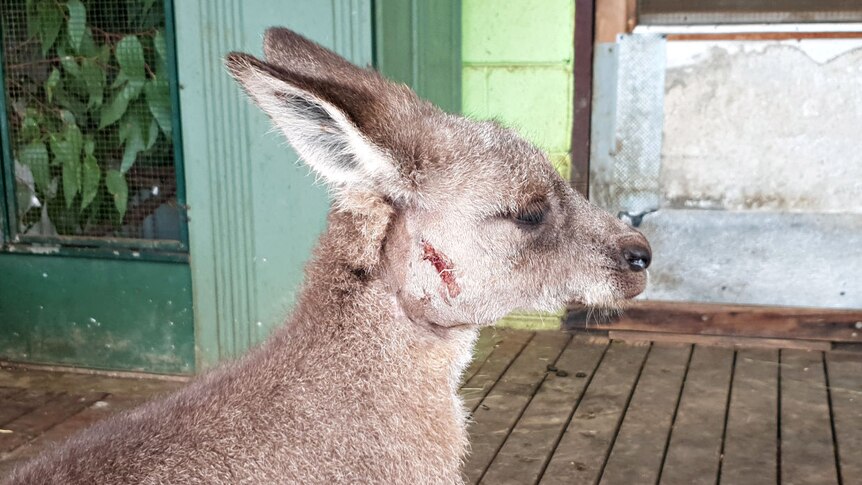 Profile of an eastern grey kangaroo joey with a graze on its cheek