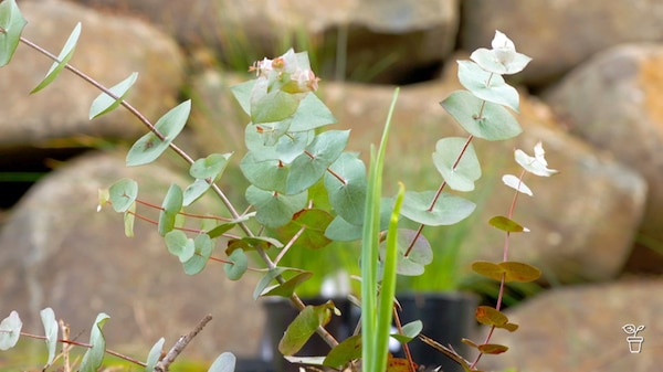 Small eucalypts in pots in a garden.