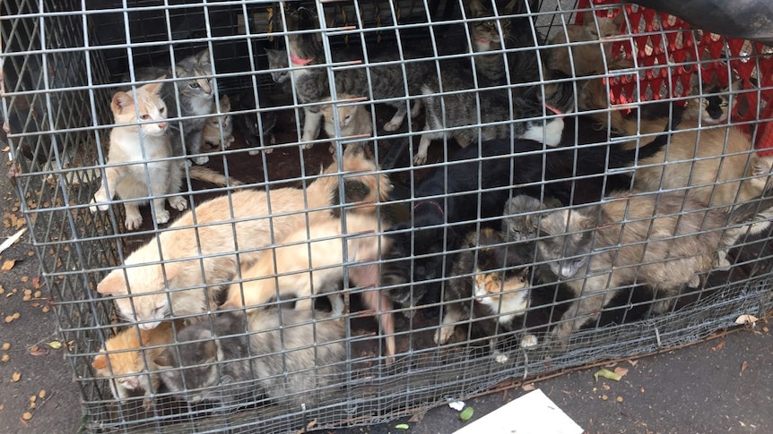 several small kittens sitting in a cage under a tarp.
