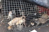 several small kittens sitting in a cage under a tarp.
