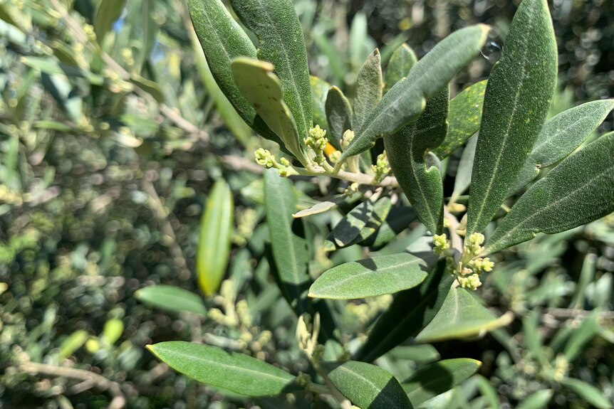 Flower buds on an olive tree