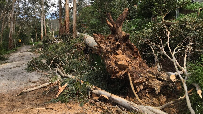 Fallen tree at Belgrave, in Melbourne's east