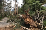 Fallen tree at Belgrave, in Melbourne's east