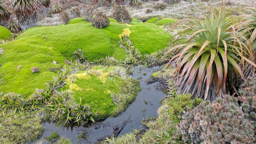 Damage from foot traffic in the South West National Park