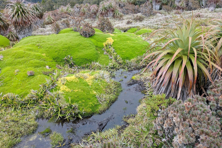 Damage from foot traffic in the South West National Park