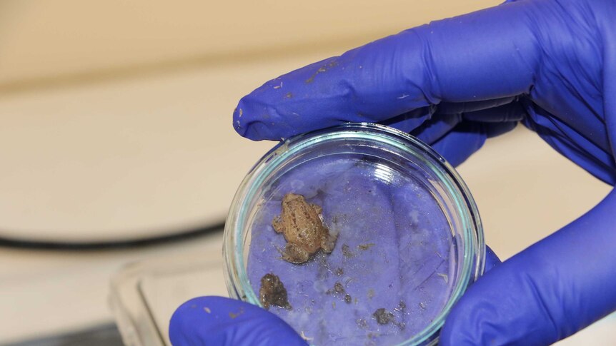 White-bellied frogs are being bred at Perth Zoo