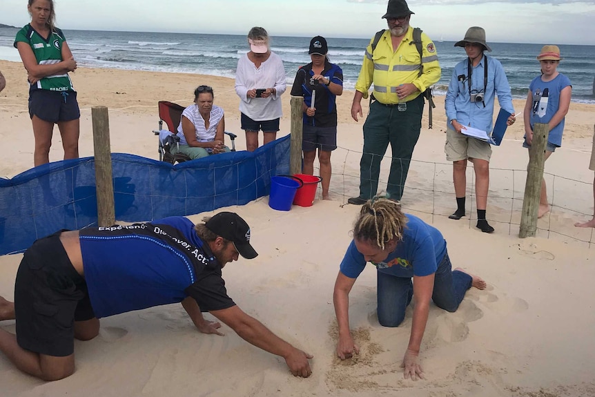 Volunteers standing on the beach watching marine biologist Holly West dig into turtle nest, Coffs Harbour, April 2018