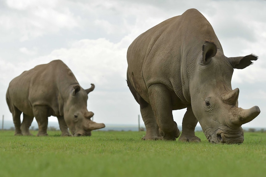 Two northern white rhinoceros grazing