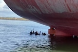 divers in the water next to a ship