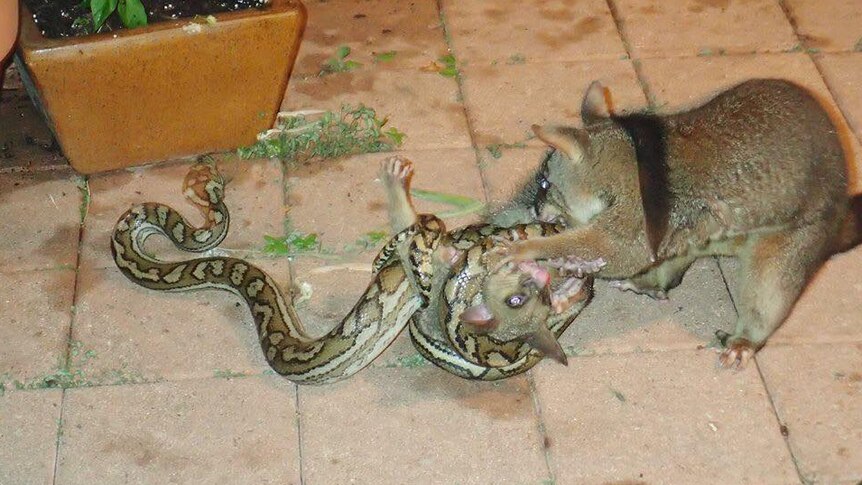 A mother possum trying to wrestle its baby free from grasp of a python