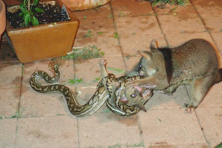 A mother possum trying to wrestle its baby free from grasp of a python