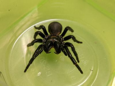 Funnel Web Spider in the bottom of a plastic container