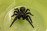 Funnel Web Spider in the bottom of a plastic container