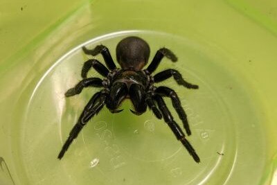 Funnel Web Spider in the bottom of a plastic container