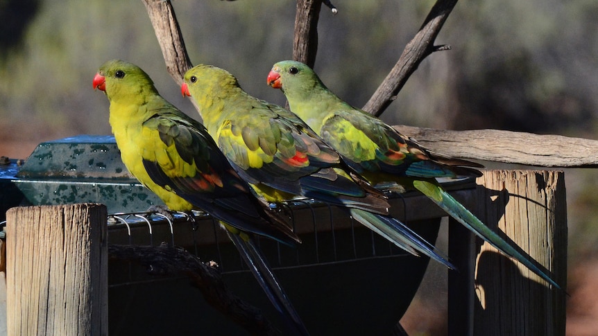 Three yellow and green birds sitting on a water trough near a tree.