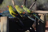 Three yellow and green birds sitting on a water trough near a tree.