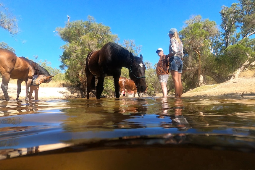 Horses standing in the shallow waters of a river, with people holding them.