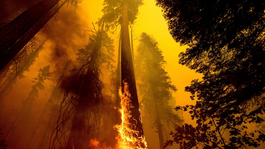 Flames engulf the trunk of a tall tree as smoke envelopes it and the surrounding forest