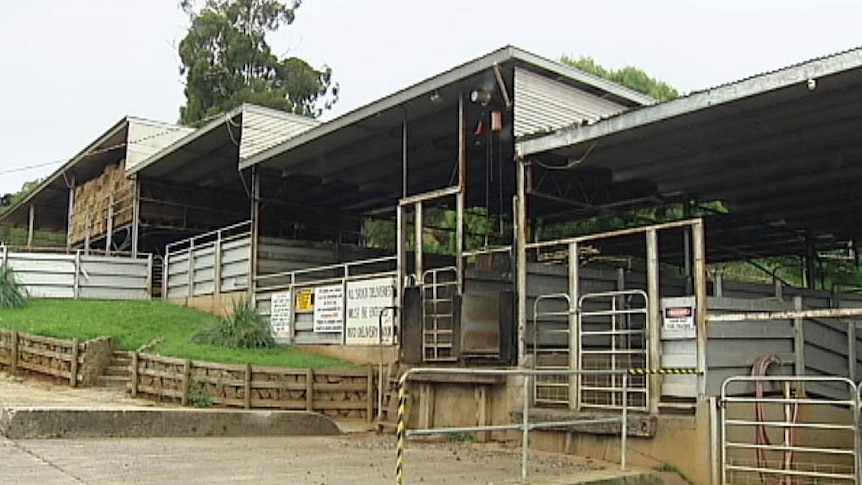 L.E. Giles abattoir at Trafalgar in Victoria's West Gippsland