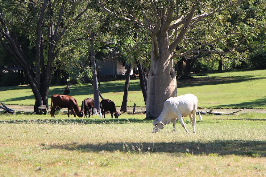 Poddy calves grazing near the homestead on Carlton Hill Station
