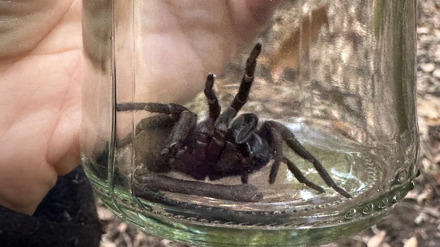 A black spider in a jar.