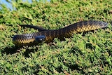 A tiger snake in a green hedge.