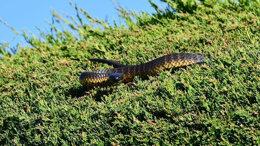 A black and yellow striped snake sitting in a green hedge.