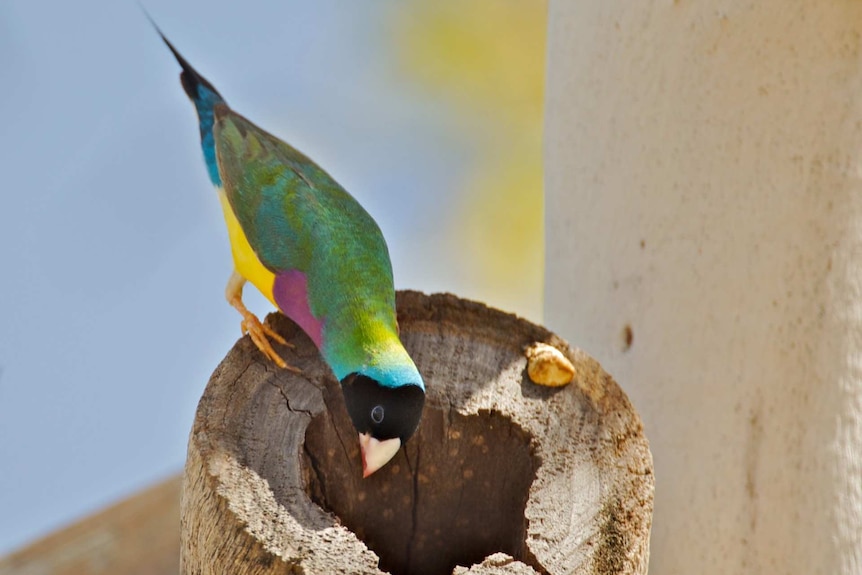 Close up of colourful Gouldian finch on hollow log