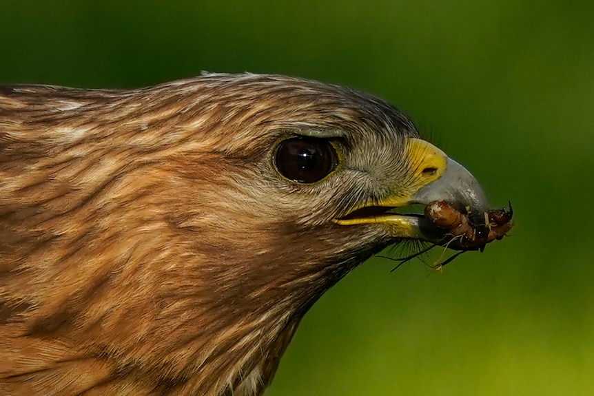 Un falco dalle spalle rosse porta una ninfa di cicala nel becco mentre si nutre nell'erba.