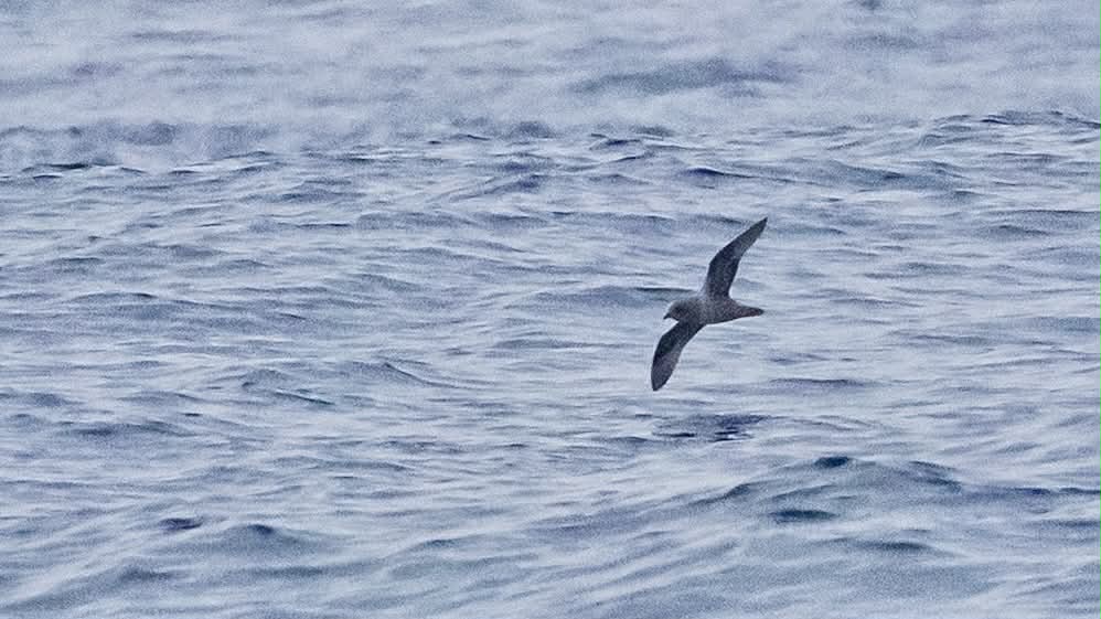 A medium sized seabird flying over the ocea.