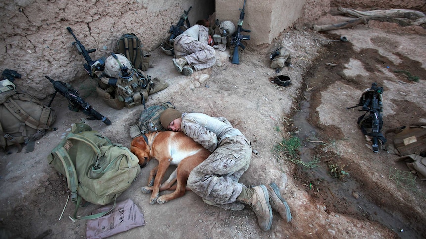 A soldier and a dog take a nap in a combat zone.