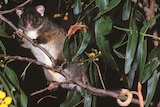 The ring tail possum
