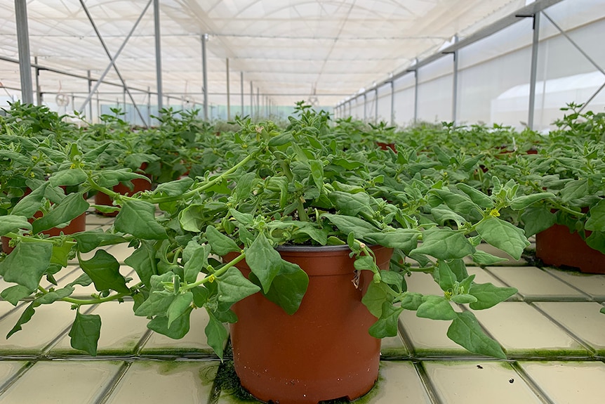 Warrigal greens on a tray in a greenhouse.