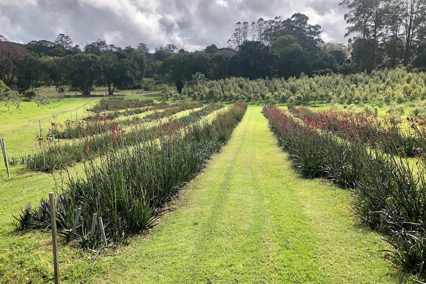 Rows of kangaroo paw flowers that are starting to bloom.