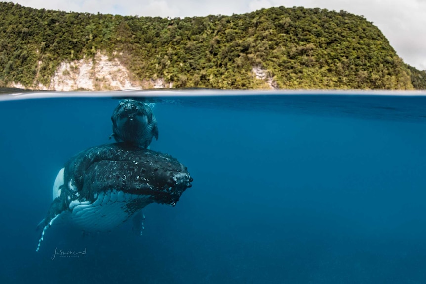 Semi-underwater photo shows tropical island above water and beneath, a small whale calf resting on top of a humpback.