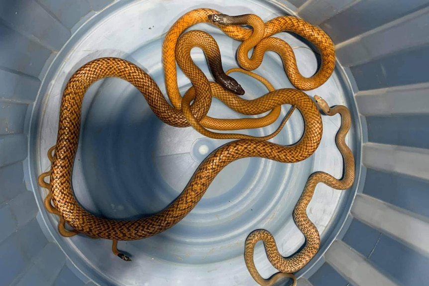 Three snakes in a large container that have been caught over the weekend by Rex Neindorf from the Alice Springs Reptile Centre.