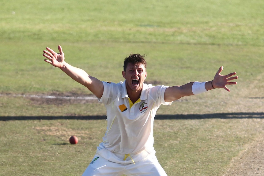 Australia's James Pattinson appeals successfully for the wicket of South Africa's Hashim Amla at Newlands