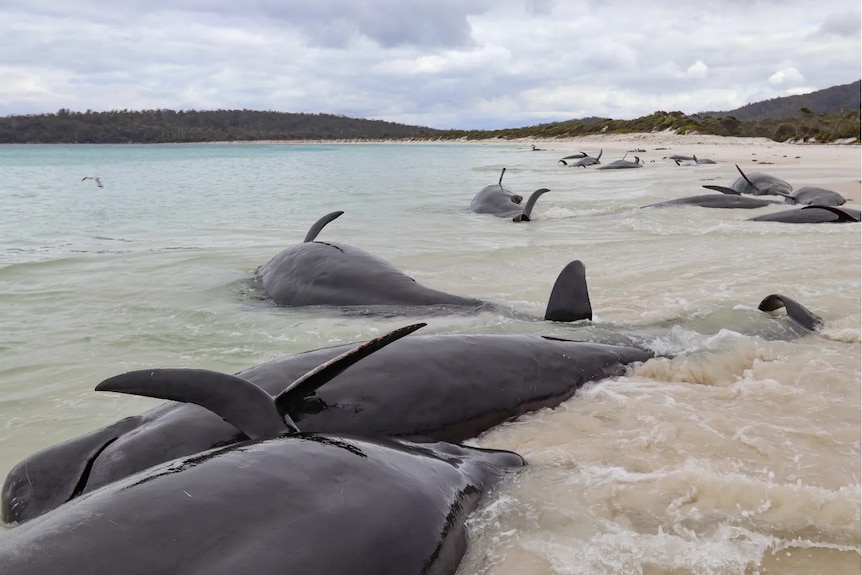 Pilot whales stranded on a beach.