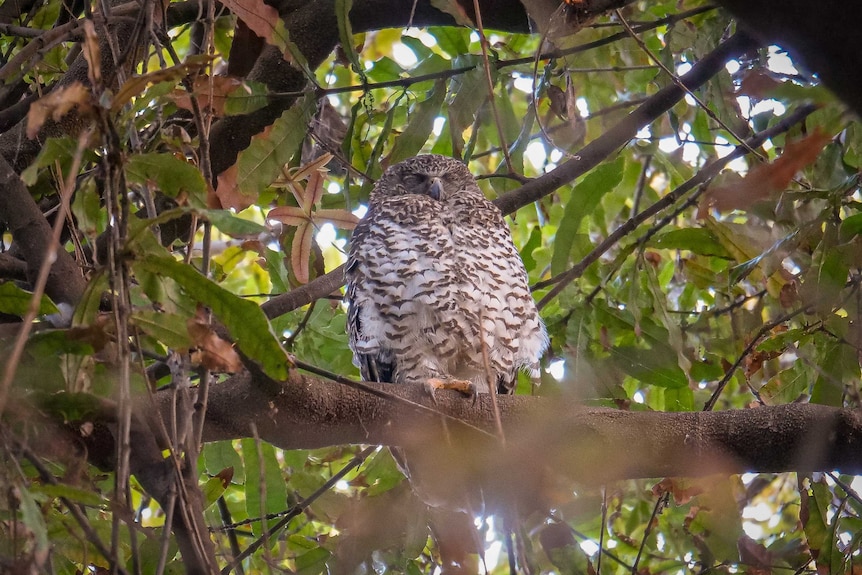 A close up shot of a powerful owl