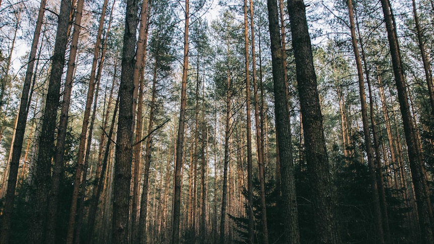 A dense forest of tall thin trees