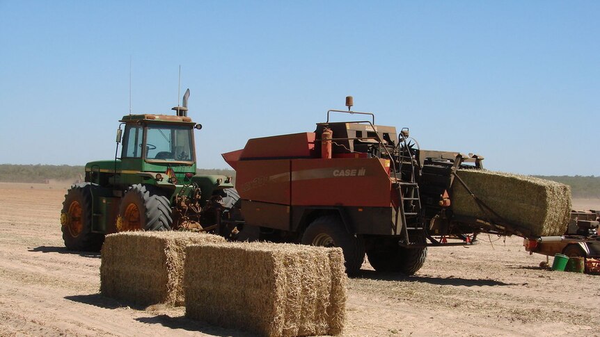 The excess peanut bush on the ground is used for hay bales to feed stock.