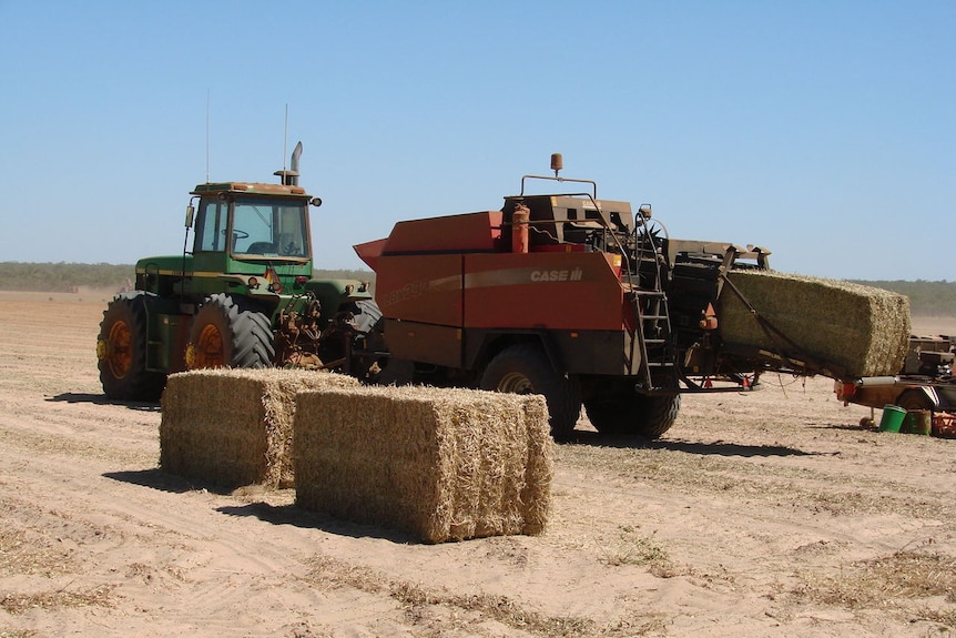 The excess peanut bush on the ground is used for hay bales to feed stock.