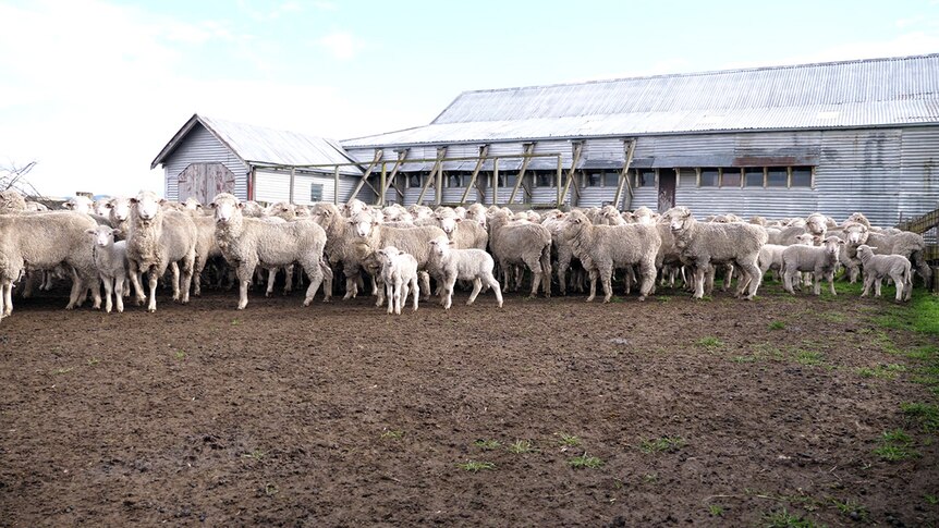 Ewes with their lambs in a pen outside a tin shearing shed.