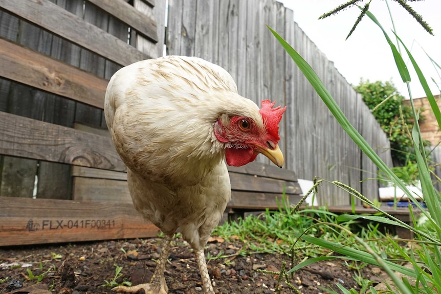 Meringue the chicken