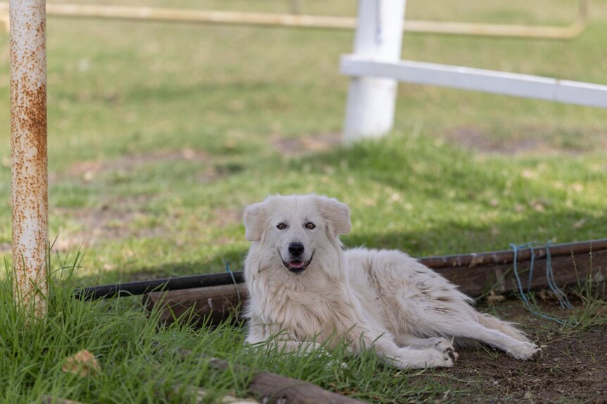 A white fluffy dog lies in the grass in a paddock