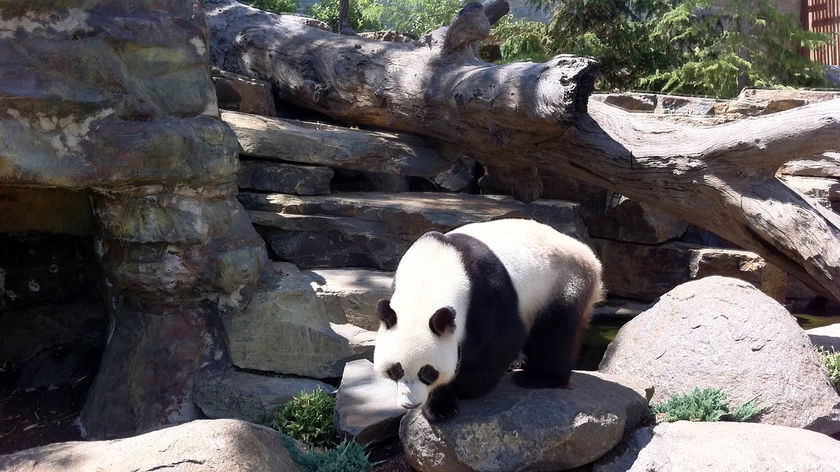 Wang Wang not enough to keep Adelaide Zoo out of debt