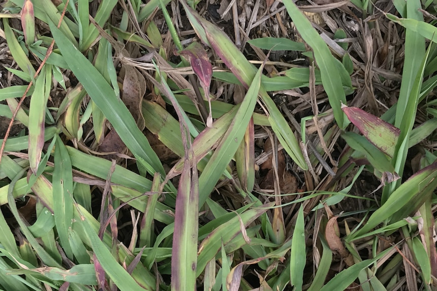 Picture of the grass with purple tinges developing.