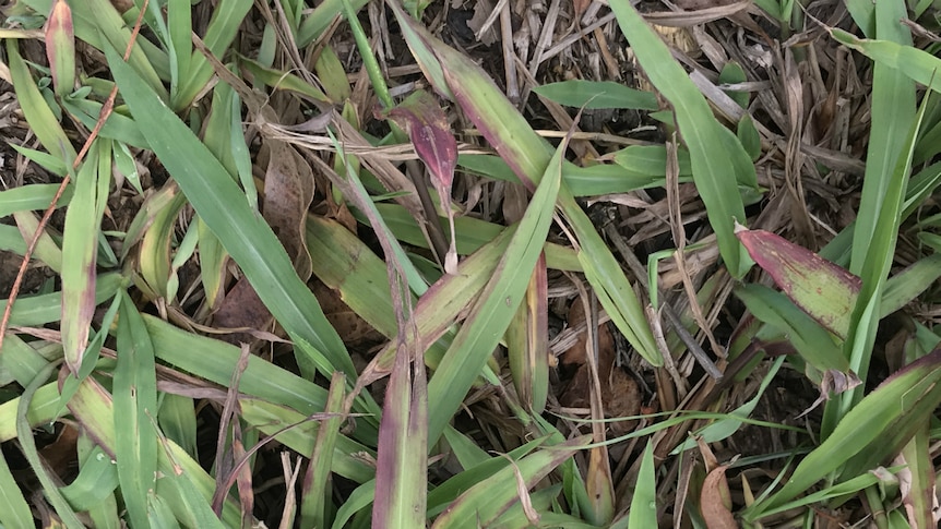 Picture of the grass with purple tinges developing.